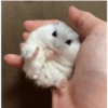 Hamster Gemoy 11