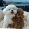 🐶 TÚ Y YO VERSIÓN PERRITOS 🐾 8