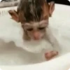 Monos Divertidos 5