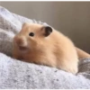 Hamster Gemoy 12