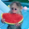 Monos Divertidos 6