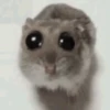 🐭Ratitas🐭 5