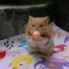 Hamster Gemoy 14
