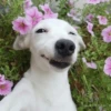 🐶 PERRO SONRIENTE MOODS 🐾 6
