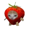 Корм для кошек 🍅🥬🍄🥒🥦 11