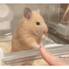 Hamster Gemoy 15
