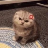 kucing marah 6