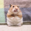 Hamster Gemoy 16
