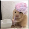 Hamster Gemoy 17