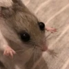 🐭Ratitas🐭 6