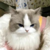 kucing marah 7