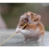 Hamster Gemoy 18
