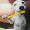 🐶 PERRO SONRIENTE MOODS 🐾 7
