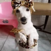 🐶 PERRO SONRIENTE MOODS 🐾 8