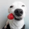🐶 PERRO SONRIENTE MOODS 🐾 9