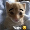 Waos - Perro con cejas🐶 9