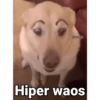 Waos - Perro con cejas🐶 10