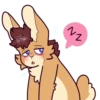 Niko Bunny 20