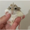 Hamster Gemoy 20
