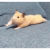 Hamster Gemoy 22