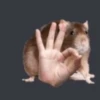 🐭Ratitas🐭 8