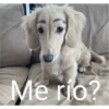 Waos - Perro con cejas🐶 11