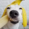 🐶 PERRO SONRIENTE MOODS 🐾 10