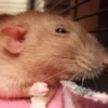 🐭Ratitas🐭 9