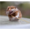 Hamster Gemoy 23