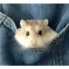 Hamster Gemoy 24