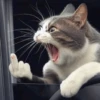 kucing marah 9