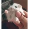 Hamster Gemoy 25