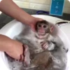 Monos Divertidos 10
