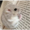 Hamster Gemoy 26