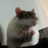 🐭Ratitas🐭 10