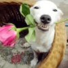 🐶 PERRO SONRIENTE MOODS 🐾 11