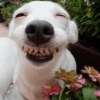 🐶 PERRO SONRIENTE MOODS 🐾 12