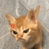 kucing marah 11