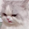 kucing marah 12