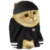 Cat Coin Cash💛😻🧡 22