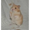 Hamster Gemoy 27