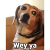 Waos - Perro con cejas🐶 12