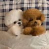 🐶 TÚ Y YO VERSIÓN PERRITOS 🐾 13