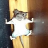 🐭Ratitas🐭 11
