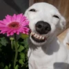 🐶 PERRO SONRIENTE MOODS 🐾 13