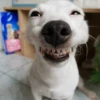 🐶 PERRO SONRIENTE MOODS 🐾 14