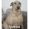 Waos - Perro con cejas🐶 13