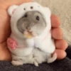 Hamster Gemoy 28