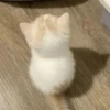 kucing marah 13