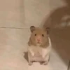 🐭Ratitas🐭 13